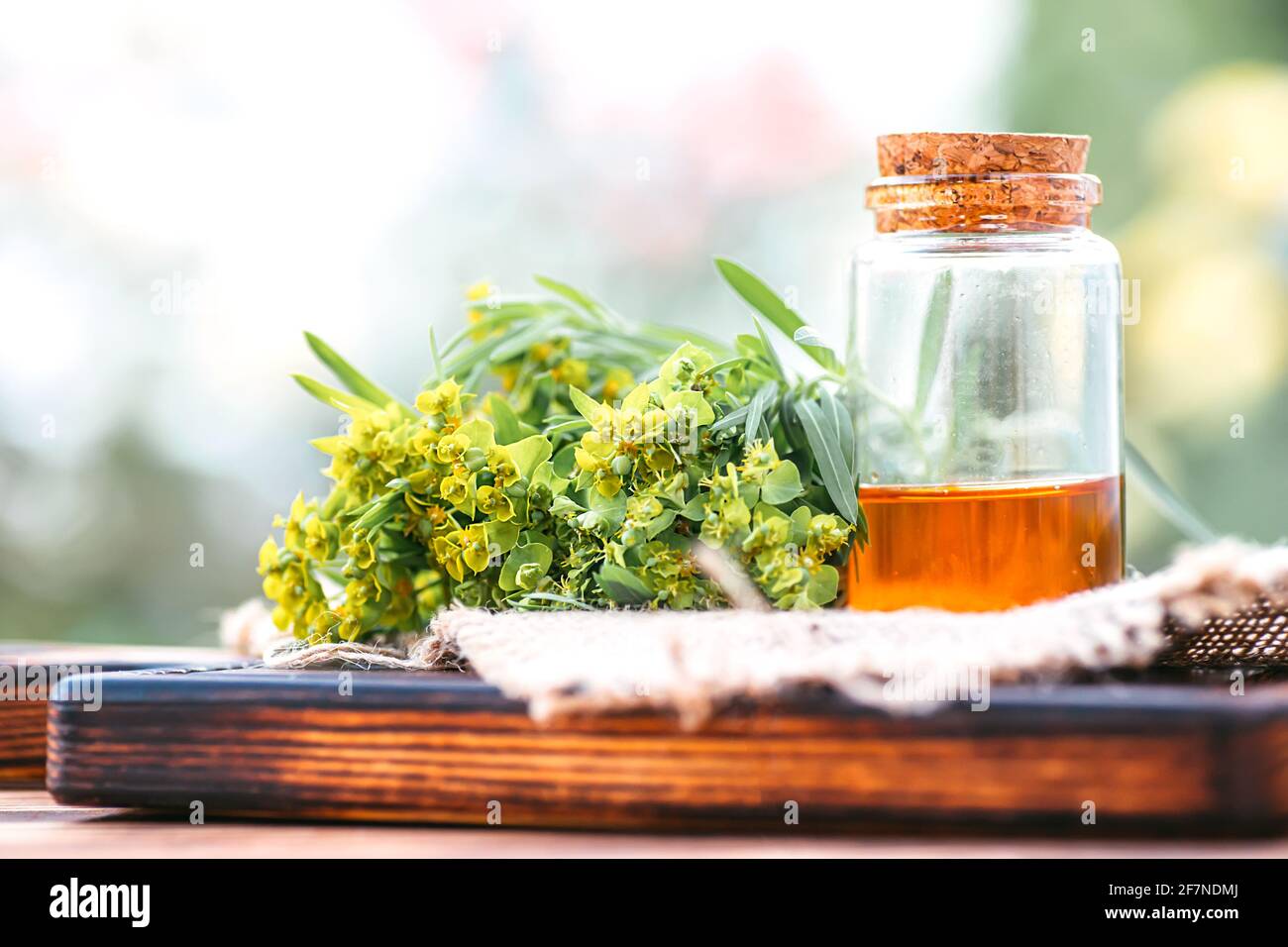 Die Heilpflanze Esiula, auch bekannt als Grünspurge oder Blattspurge von Milchkraut in einer weißen Flasche mit einem Korken auf dem Gras. „die Quere der Quere“ Stockfoto