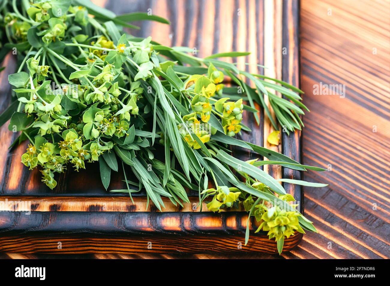 Heilpflanze Esiula, allgemein bekannt als Grünspurge oder Blattspurge von Milchkraut in der Flasche mit Kork auf einem hölzernen Schneidebrett bereit für CO Stockfoto