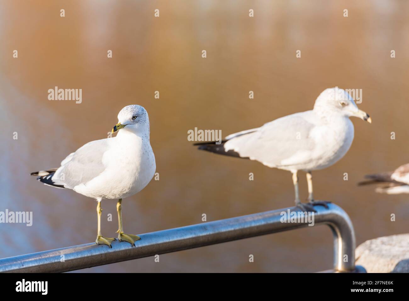 Unreife Ringmöwe, die auf einem Stahlgeländer in Florida, USA, thront. Stockfoto