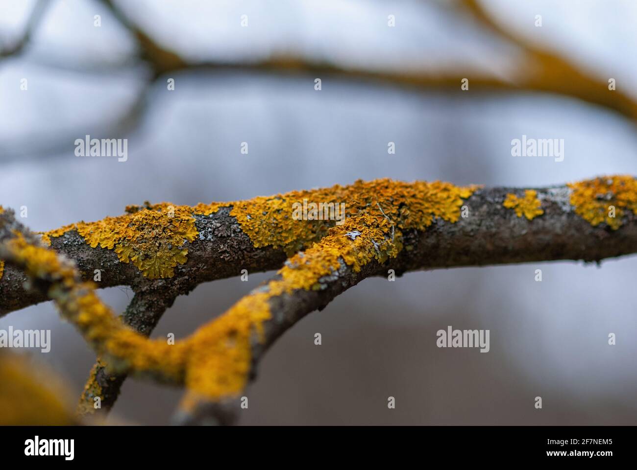 Apfelbaum Äste mit Flechten - Pflege von Gartenbäumen Im Frühling Stockfoto