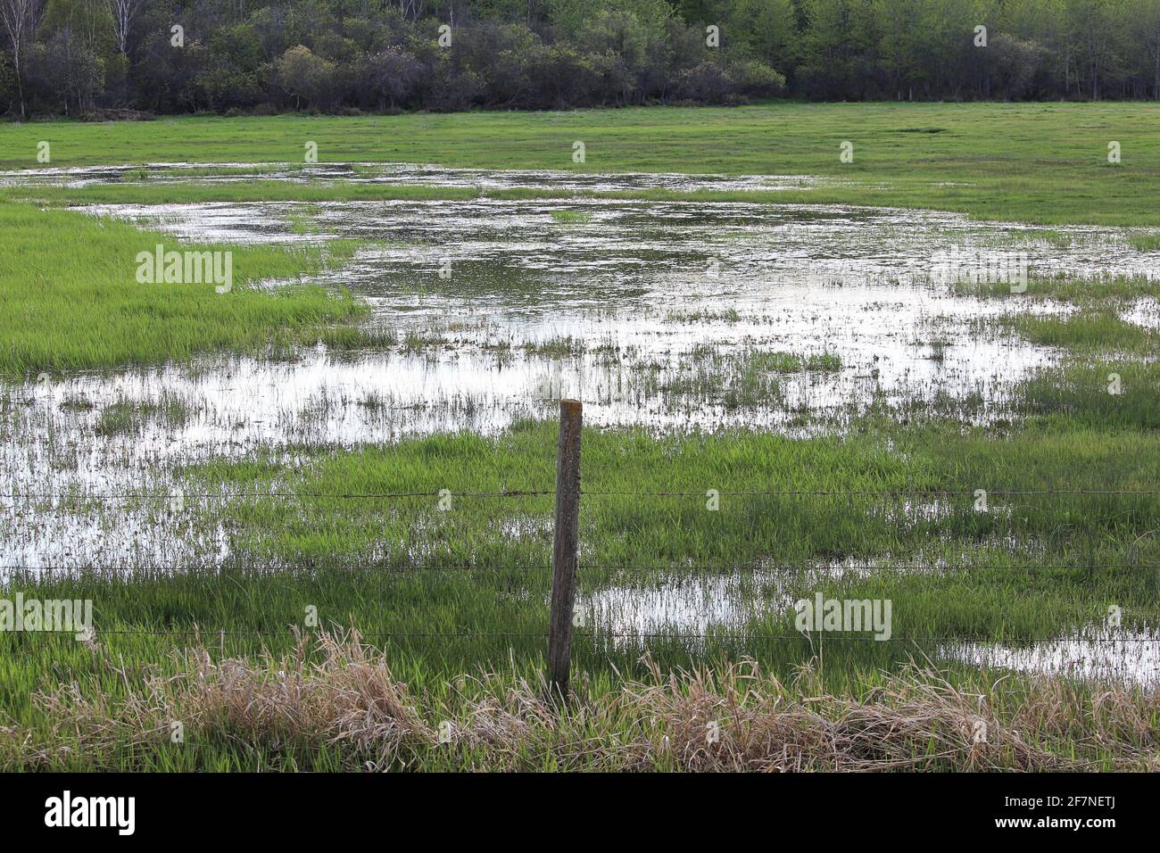 Eine überflutete grüne Weide mit Wasser überall Stockfoto