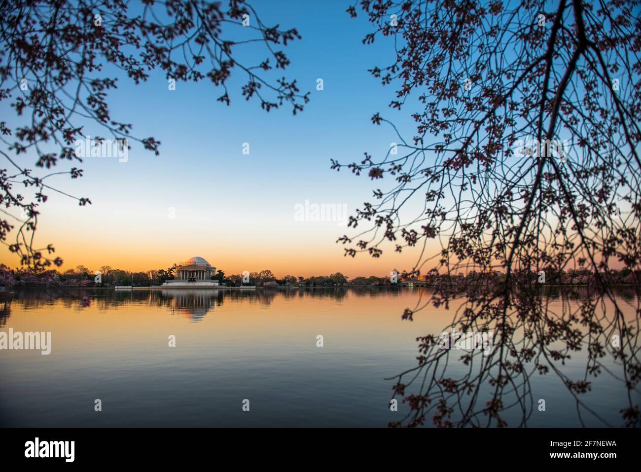 Kirschblüten umrahmen das Thomas Jefferson Memorial bei Sonnenaufgang im Tidal Basin der National Mall in Washington, D.C. Stockfoto