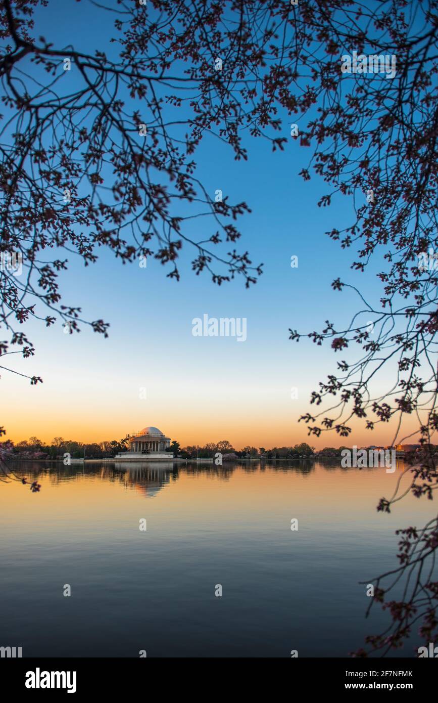 Kirschblüten umrahmen das Thomas Jefferson Memorial bei Sonnenaufgang im Tidal Basin der National Mall in Washington, D.C. Stockfoto