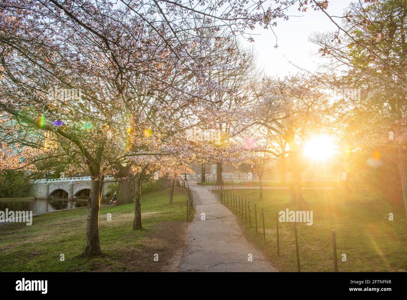 Die Sonne geht im Tidal Basin in Washington, D.C. während der Blütezeit der berühmten Kirschbäume auf. Stockfoto