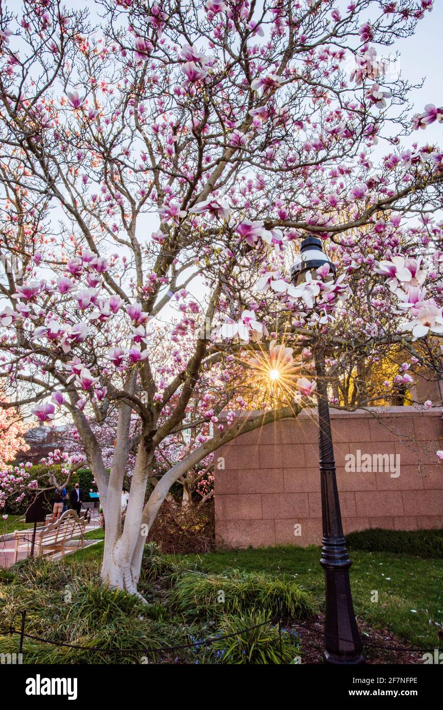 Die Morgensonne scheint durch Magnolienbäume voller rosa Blüten im Enid A. Haupt Garden, Smithsonian Institution, in Washington, D.C. Stockfoto