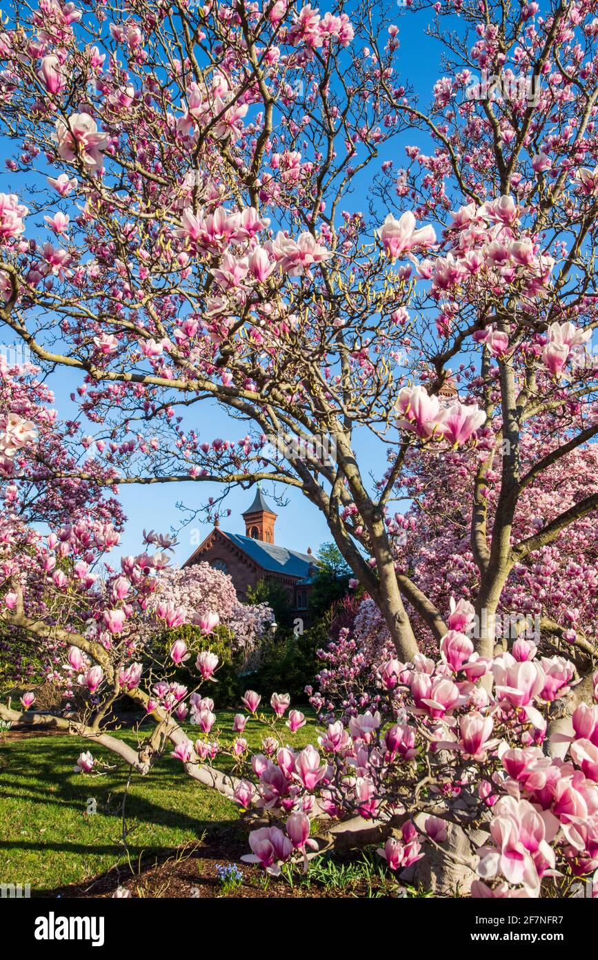 Die rosa Magnolienblüten im Enid A. Haupt Garden umrahmen das Smithsonian Castle in der National Mall in Washington, D.C. Stockfoto