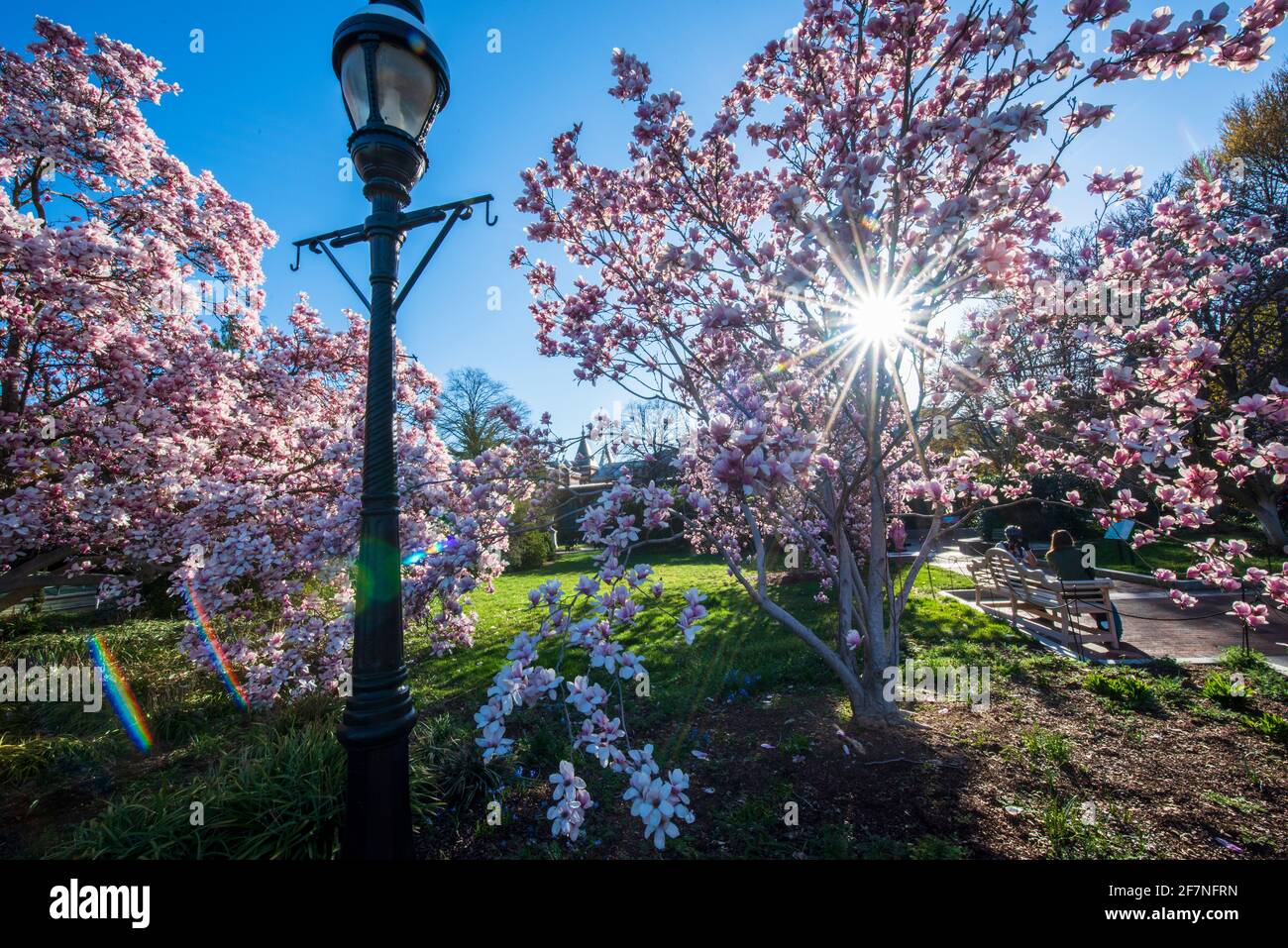 Die Morgensonne platzt durch Magnolienbäume voller rosa Blüten im Enid A. Haupt Garden, Smithsonian Institution, in Washington, D.C. Stockfoto