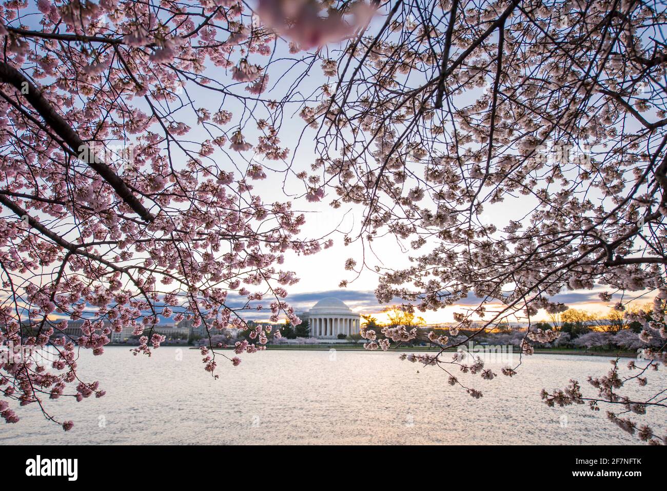 Kirschbäume platzen im frühen Morgenlicht um das Tidal Basin auf der National Mall in Washington, D.C. das Jefferson Memorial kann sein Stockfoto