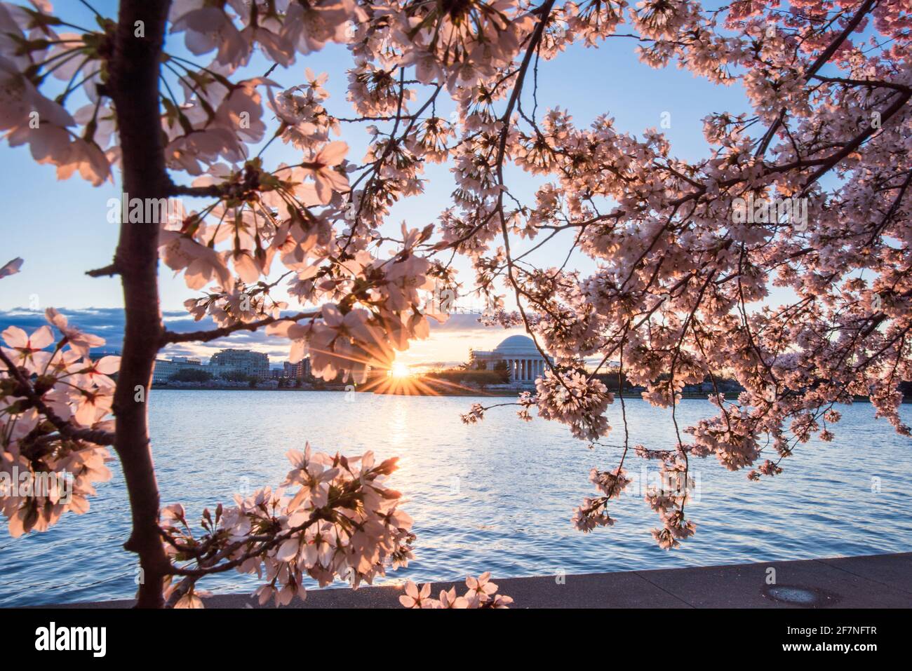 Kirschbäume platzen im frühen Morgenlicht um das Tidal Basin auf der National Mall in Washington, D.C. das Jefferson Memorial kann sein Stockfoto