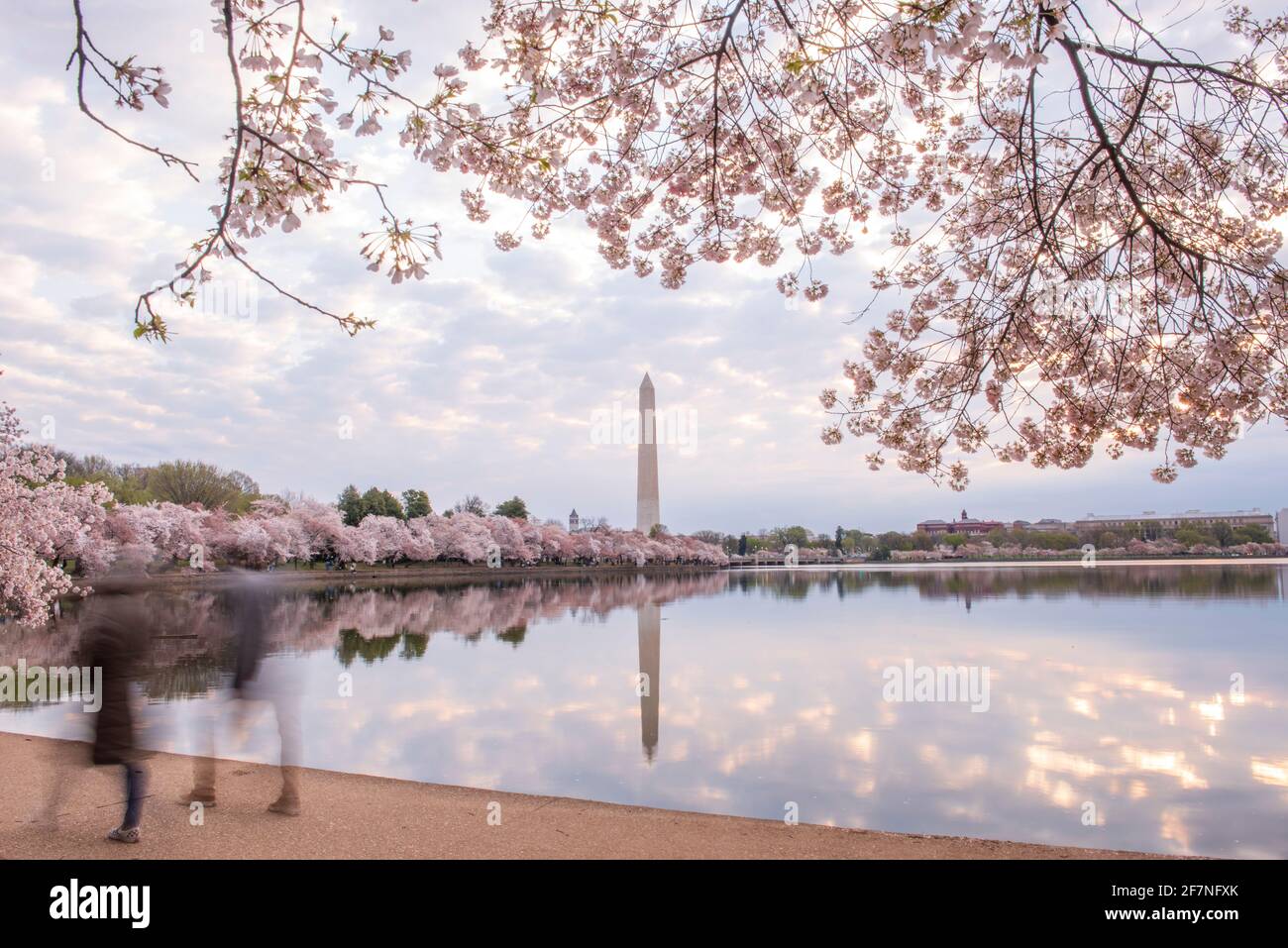 Touristen, die die Kirschbäume im Tidal Basin in Washington, D.C., besuchen, sind aufgrund der langen Exposition unscharf. Das Washington Monument spiegelt sich in t wider Stockfoto