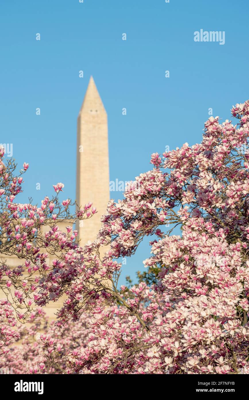 Das Washington Monument wird von rosa blühenden Magnolienbäumen umrahmt. Stockfoto