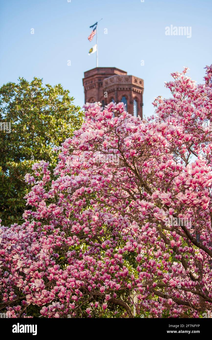 Die rosa Magnolienblüten im Enid A. Haupt Garden umrahmen das Smithsonian Castle in der National Mall in Washington, D.C. Stockfoto