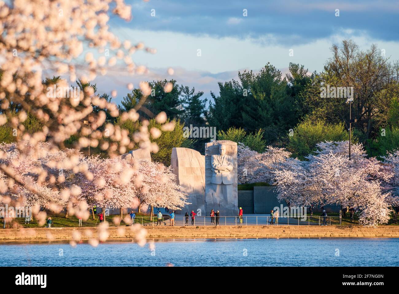 Kirschblüten säumen das Tidal Basin in der Nähe des Martin Luther King Jr Memorial in Washington, D.C. Stockfoto