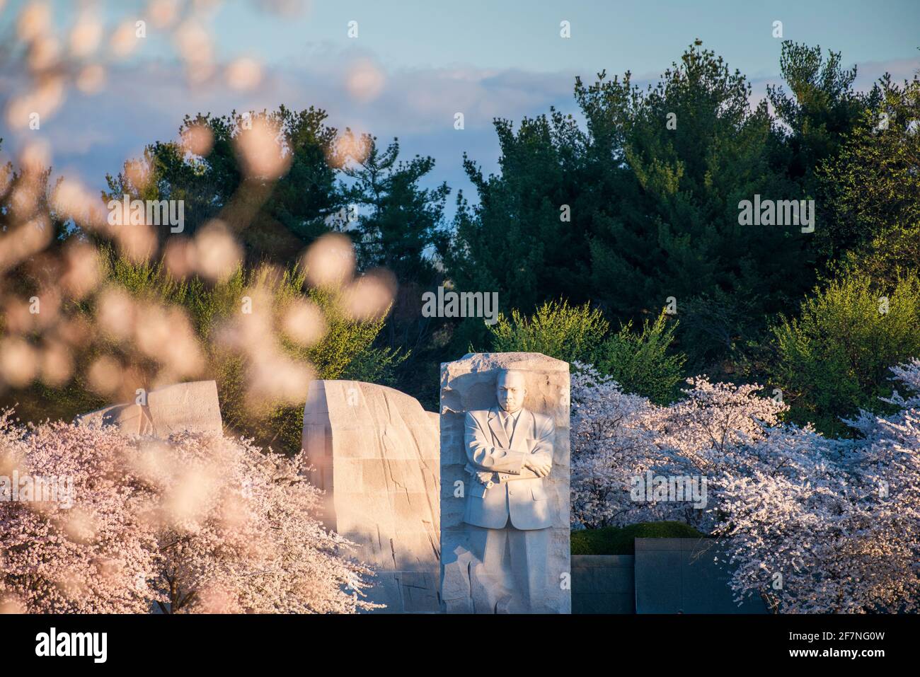 Kirschblüten säumen das Tidal Basin in der Nähe des Martin Luther King Jr Memorial in Washington, D.C. Stockfoto