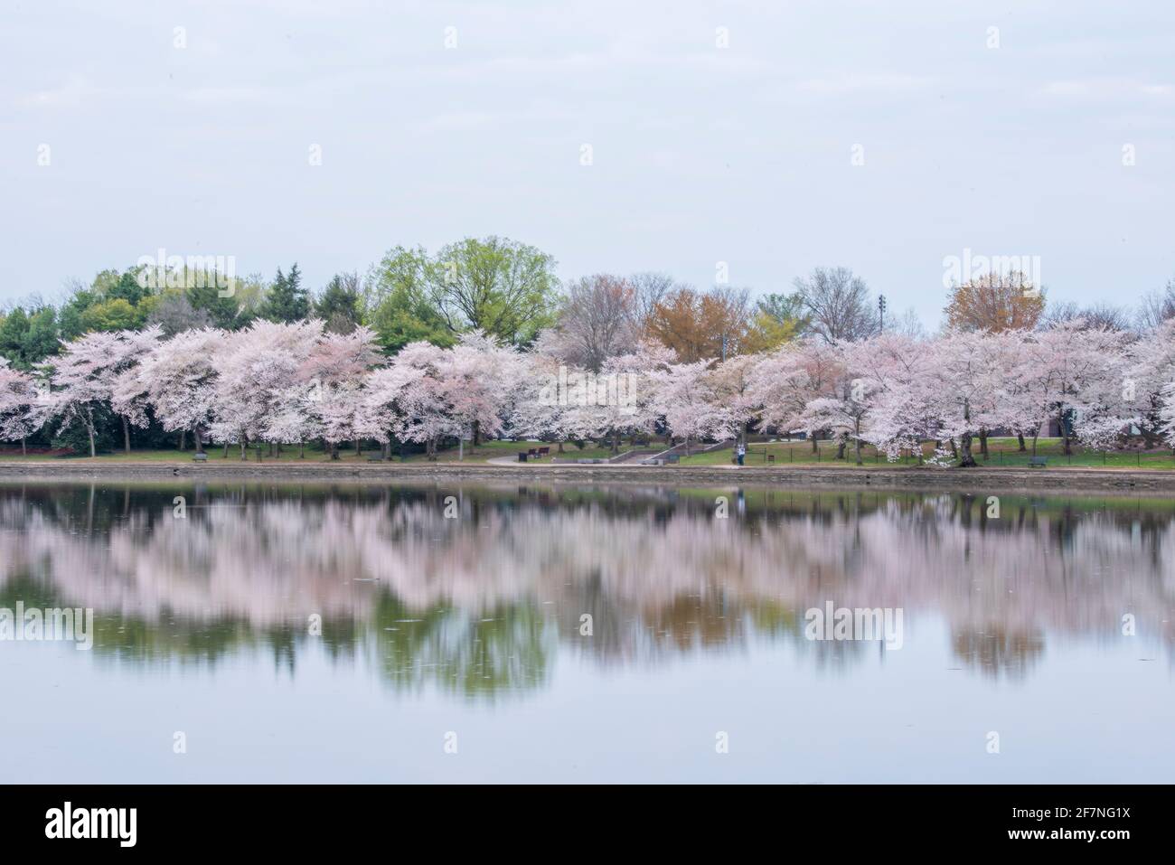 Blassrosa Kirschblüten spiegeln sich in den ruhigen Gewässern des Tidal Basin in Washington, D.C. Stockfoto