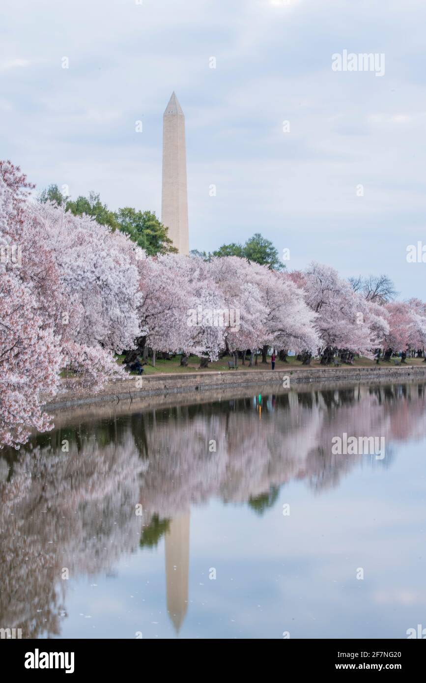 Mit 555' ragt der Obelisk des Washington Monument über die Kirschbäume im Tidal Basin in Washington, D.C. Stockfoto