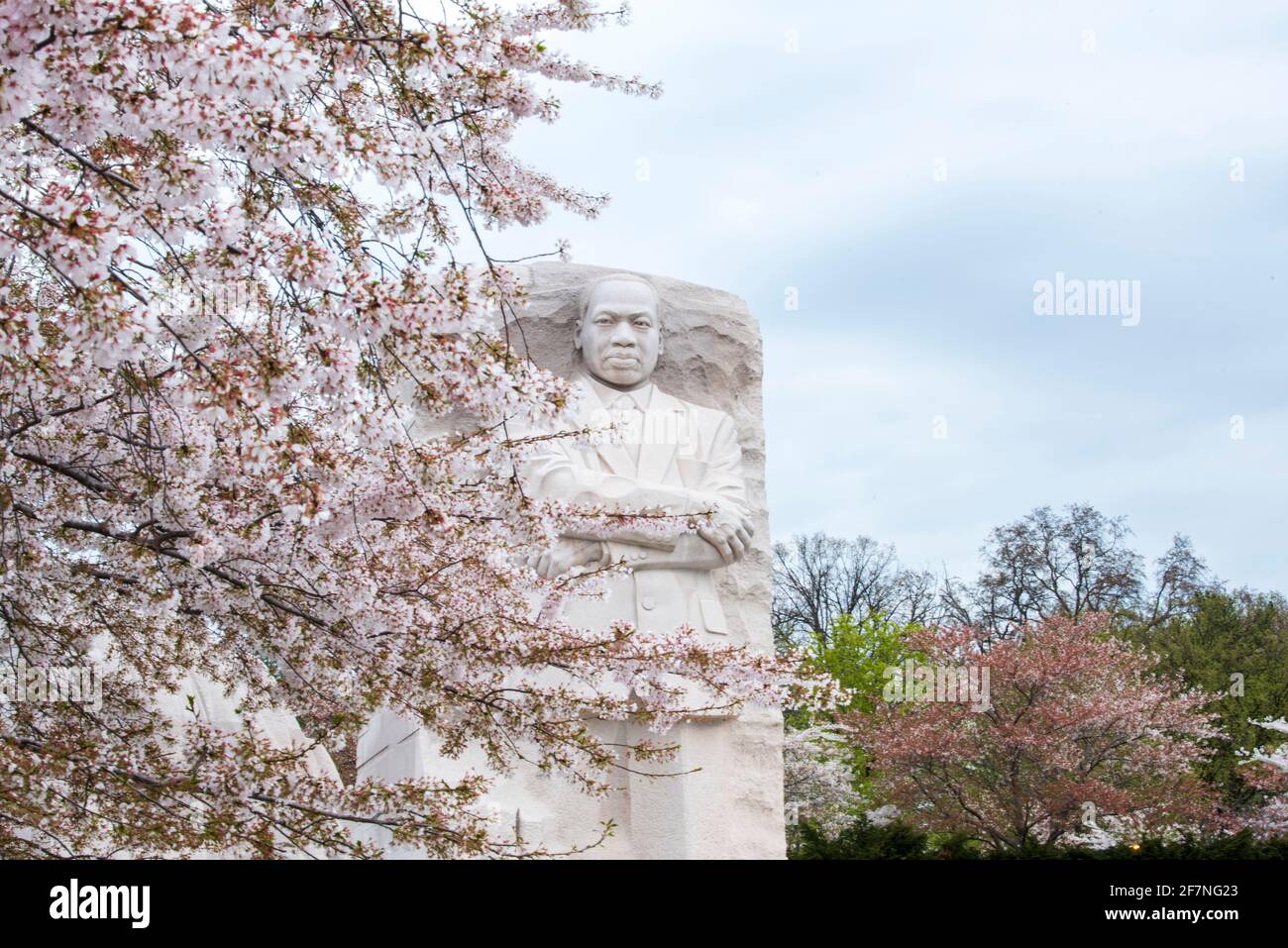 Das Abbild von Martin Luther King, Jr., am MLK Memorial in Washington, D.C. wird von den weltberühmten Kirschblüten eingerahmt. Stockfoto