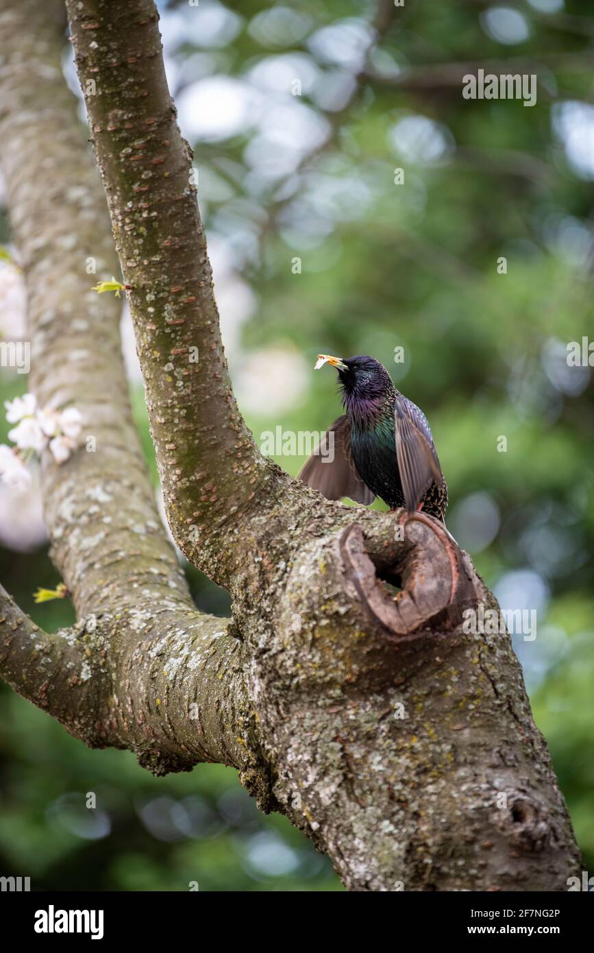 Ein gewöhnlicher Star, Sturnus vulgaris, mit einem Kirschblütenblatt im Schnabel. Stockfoto