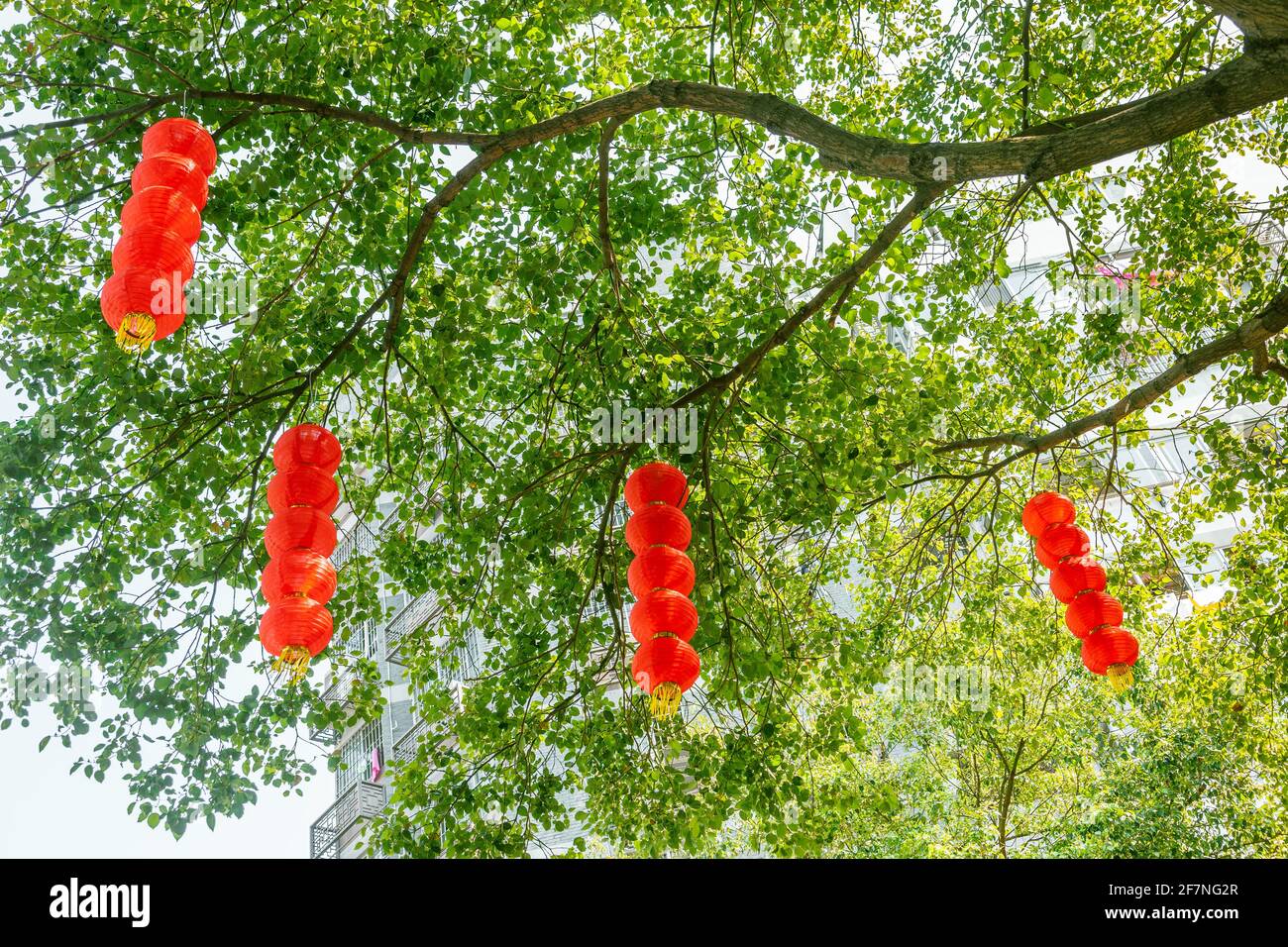 Rote Laternen, die im Park für den chinesischen Lunar an Bäumen hängen Neujahr, Fuzhou, China Stockfoto