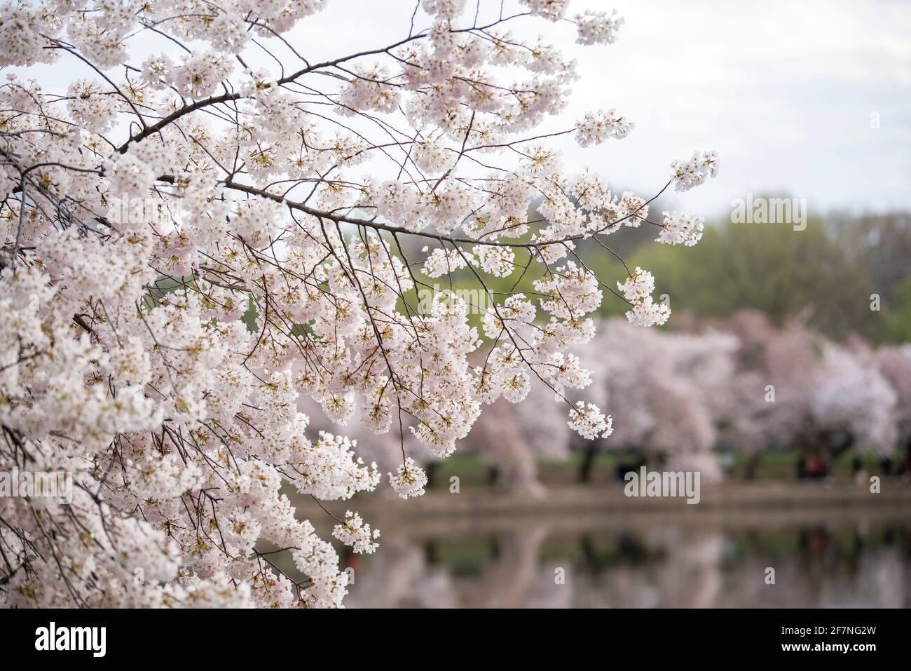 Das Wetter im Frühling bringt die berühmten Sakura-Blüten im Tidal Basin in Washington, D.C., zum Vorzeigewetter Stockfoto