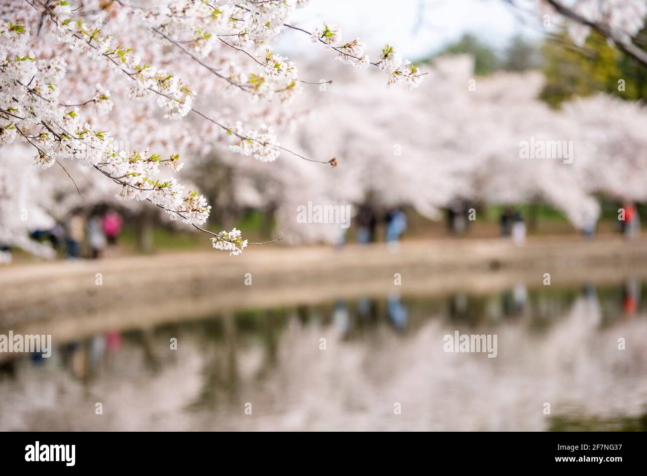 Wunderschöne rosa Sakura-Blüten spiegeln sich in den stillen Gewässern des Tidal Basin in Washington, D.C. Stockfoto