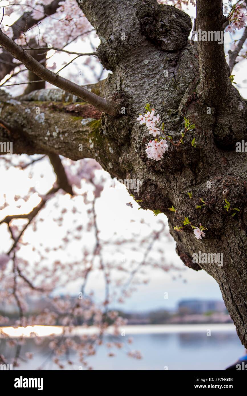Kirschblütenblumen sprießen aus dem Stamm eines Kirschbaums entlang des Tidal Basin in Washington, D.C. Stockfoto