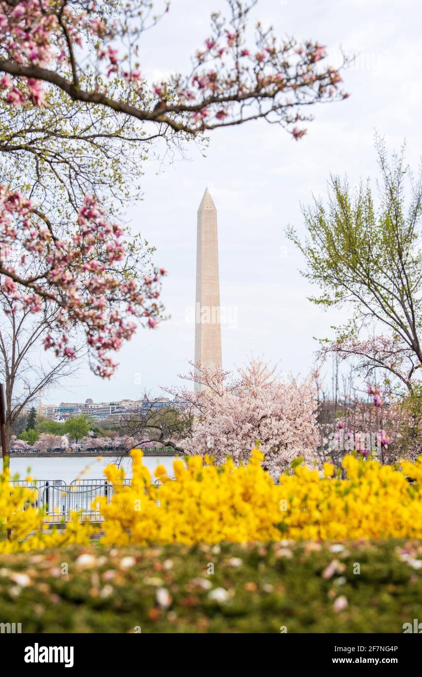 Das Washington Monument erhebt sich hinter blühenden Kirschbäumen im Tidal Basin in Washington, D.C. Stockfoto