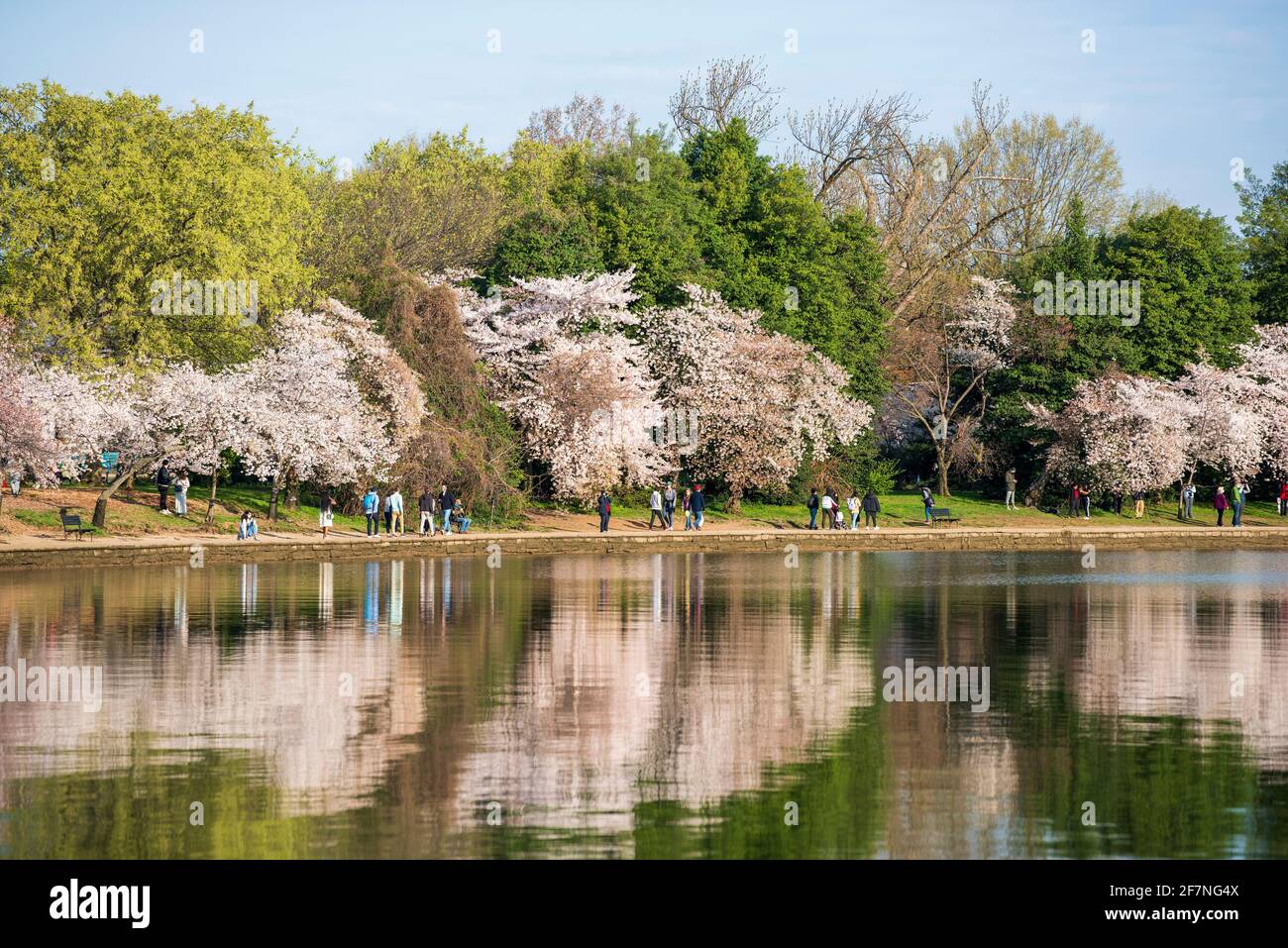 Kirschbäume spiegeln sich in den noch am Morgen stillen Gewässern des Tidal Basin wider, während Touristen und Einheimische die weltberühmten Kirschblüten in Washington besuchen, Stockfoto