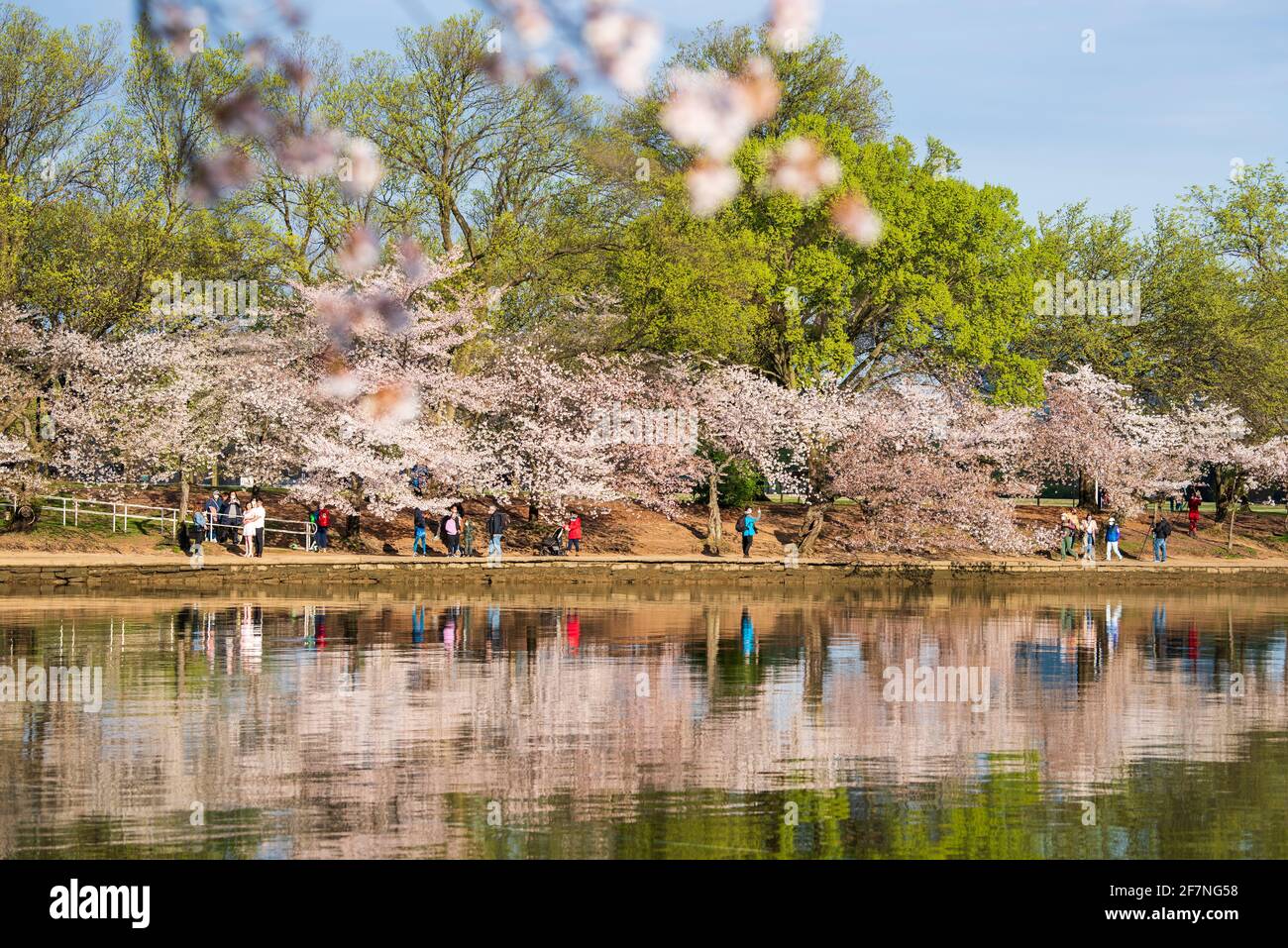 Kirschbäume spiegeln sich im Tidal Basin wider, während Touristen und Einheimische die weltberühmten Kirschblüten in Washington, D.C. besuchen Stockfoto