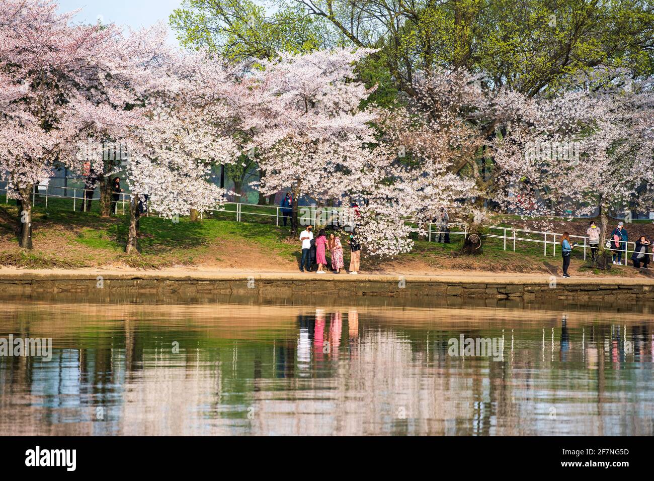 Kirschbäume spiegeln sich im Tidal Basin wider, während Touristen und Einheimische die weltberühmten Kirschblüten in Washington, D.C. besuchen Stockfoto