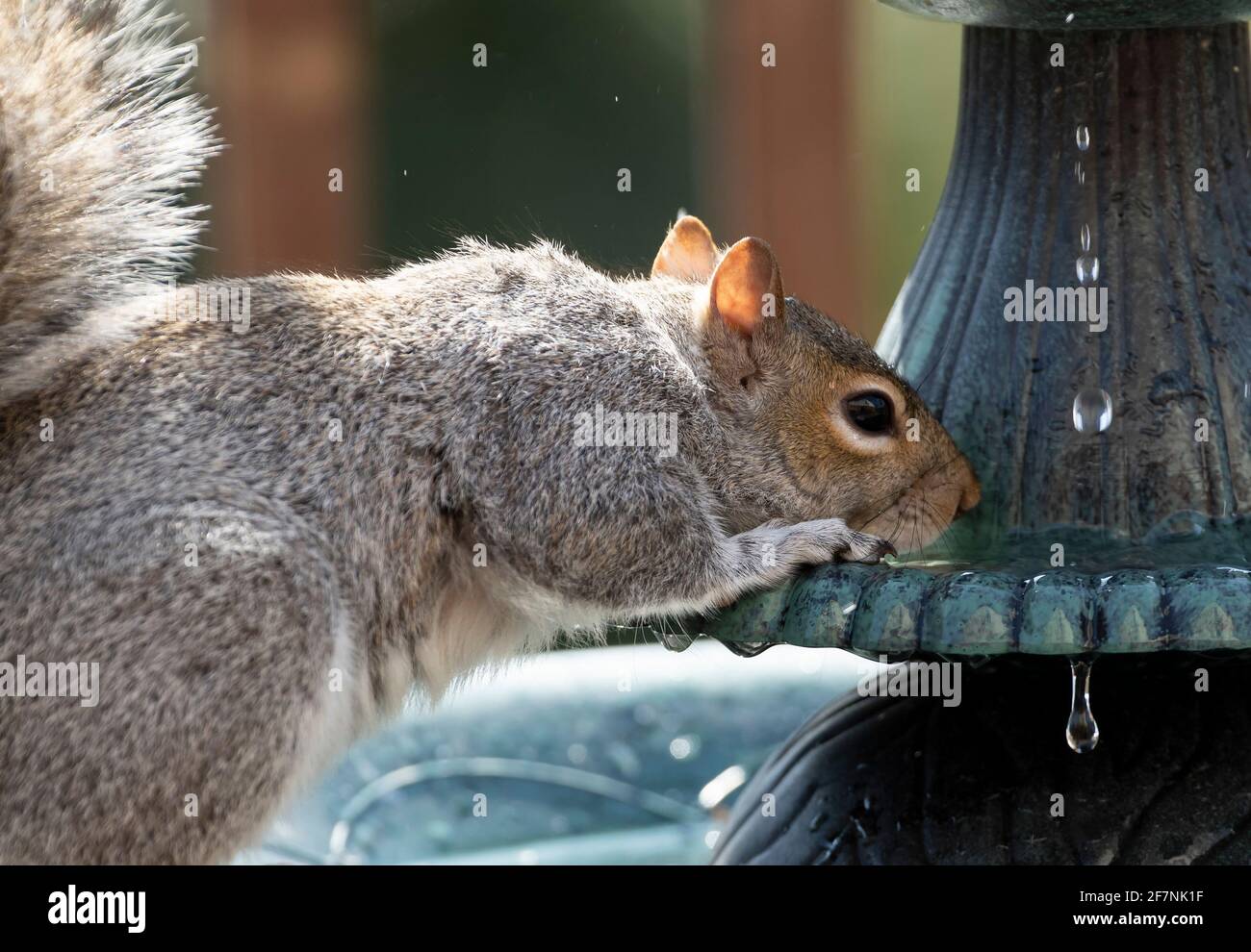 Eichhörnchen lehnt sich an den Brunnen und trinkt dort Stockfoto