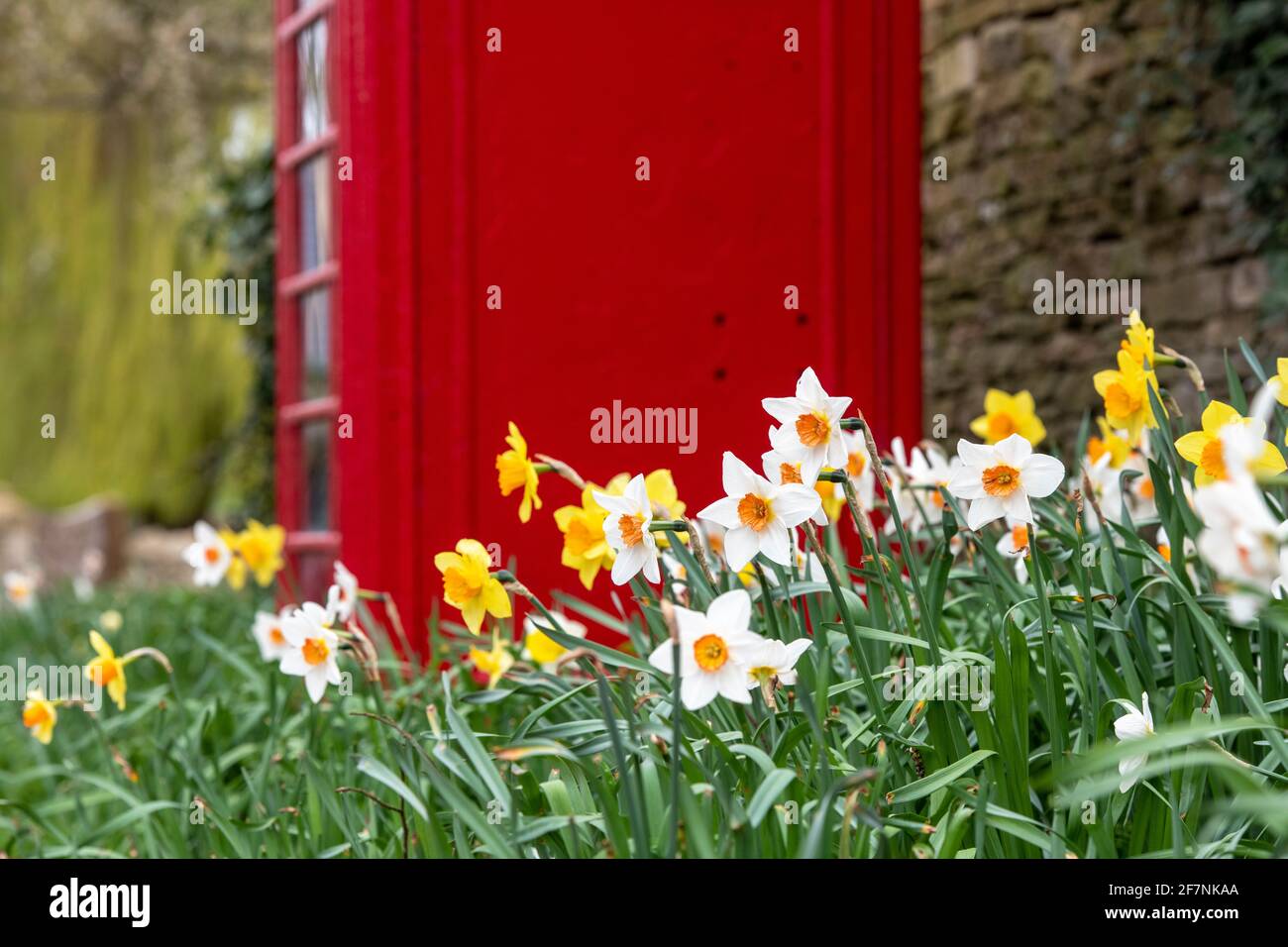 Frühlingszunkel neben der alten roten Telefonbox. Swinbrook, Cotswolds, Oxfordshire, England Stockfoto