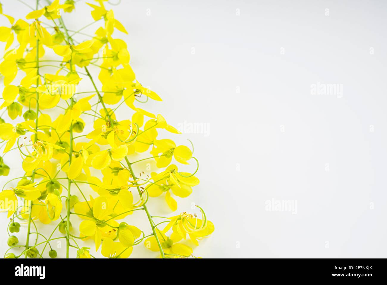 Gelbe Blüten von Golden Shower oder Cassia Fistel, die in kerala allgemein als Kani konna bekannt ist, angeordnet auf weißem strukturierten Hintergrund. Stockfoto