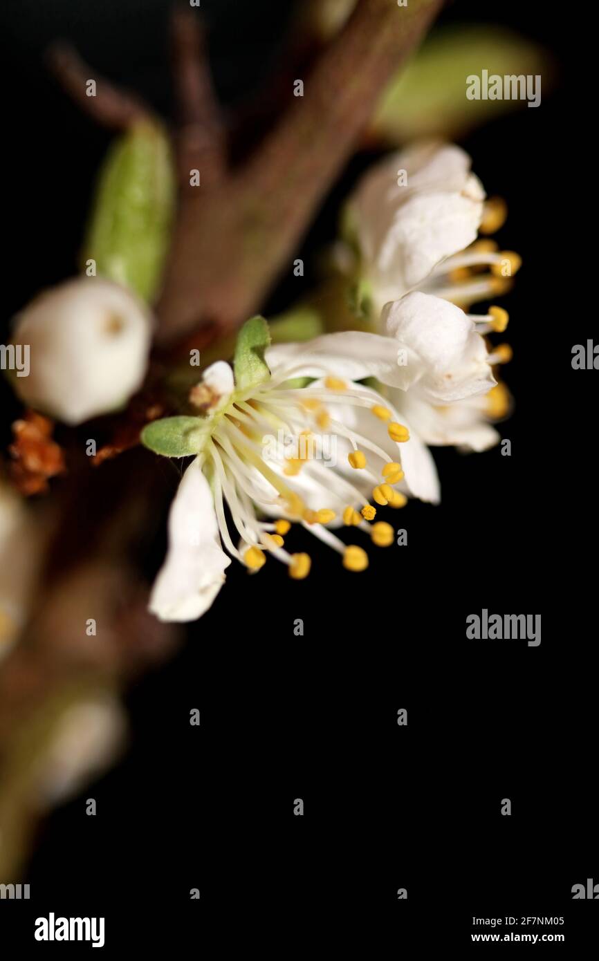 Weiße Blütenblüte prunus aviun Nahaufnahme Familie rosaceae botanisch Moderner, hochwertiger Großformatdruck Stockfoto