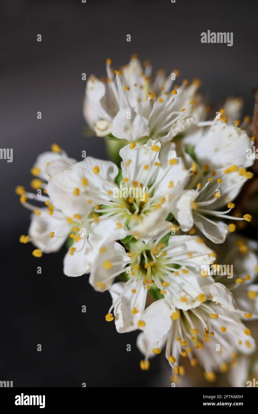 Weiße Blütenblüte prunus aviun Nahaufnahme Familie rosaceae botanisch Moderner, hochwertiger Großformatdruck Stockfoto
