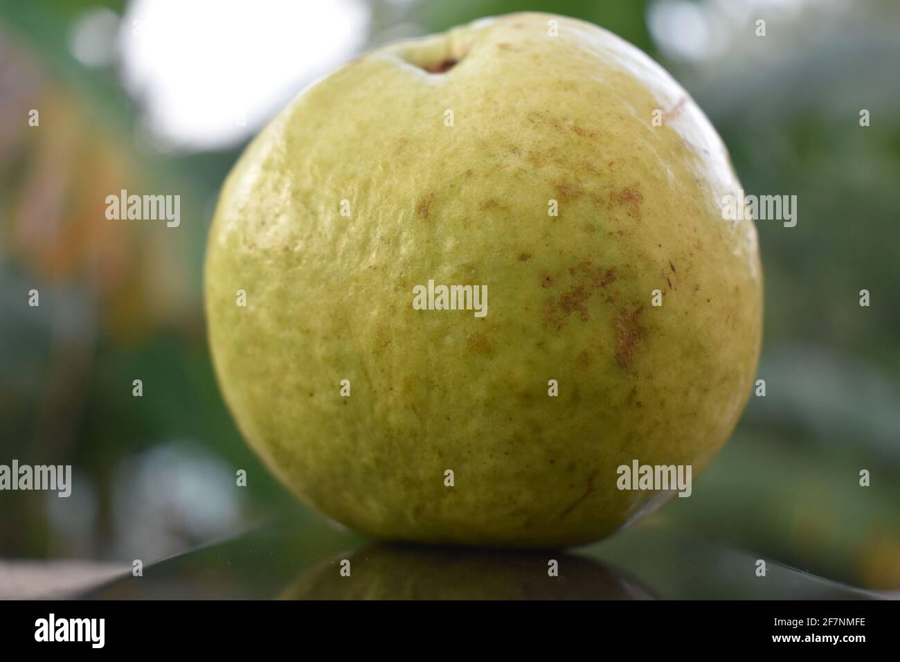Frische Guava (tropische Frucht) isoliert auf einem natürlichen Hintergrund Stockfoto