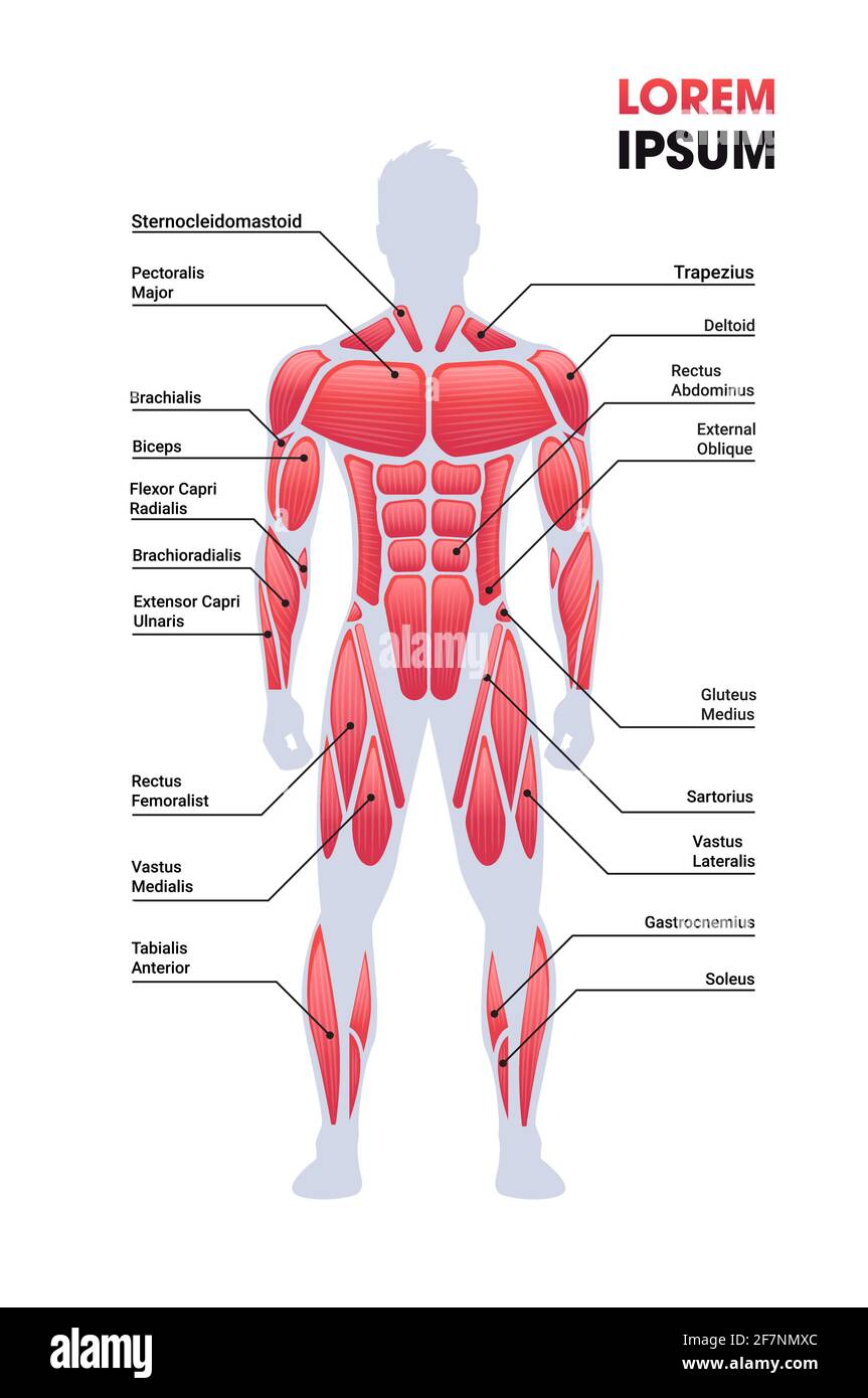 Männliche Muskelsystem Board menschlichen Körper Struktur Muskel-Karte voll Länge vertikaler Kopierbereich Stock Vektor