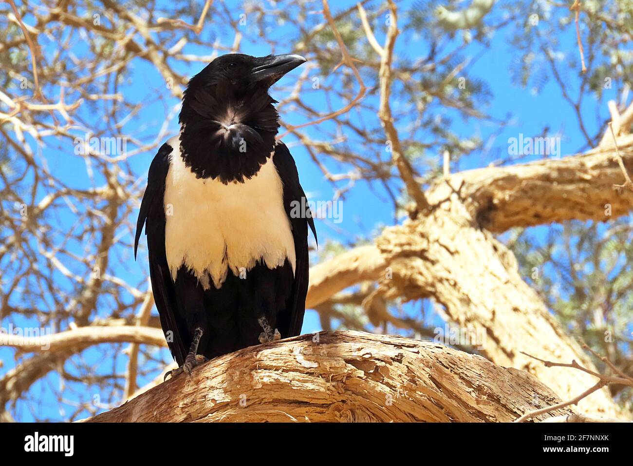 Eine afrikanische Rattenkrähe (Corvus albus) in einem Dornbaum an der Sossusvlei-Pfanne in Erongo, Namibia Stockfoto