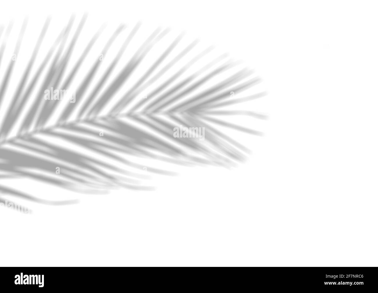 Schattenüberlagerungseffekt für das Foto. Verschwommene Schatten von Palmblättern und tropischen Ästen an einer weißen Wand im Sonnenlicht. Hochwertige Fotos Stockfoto