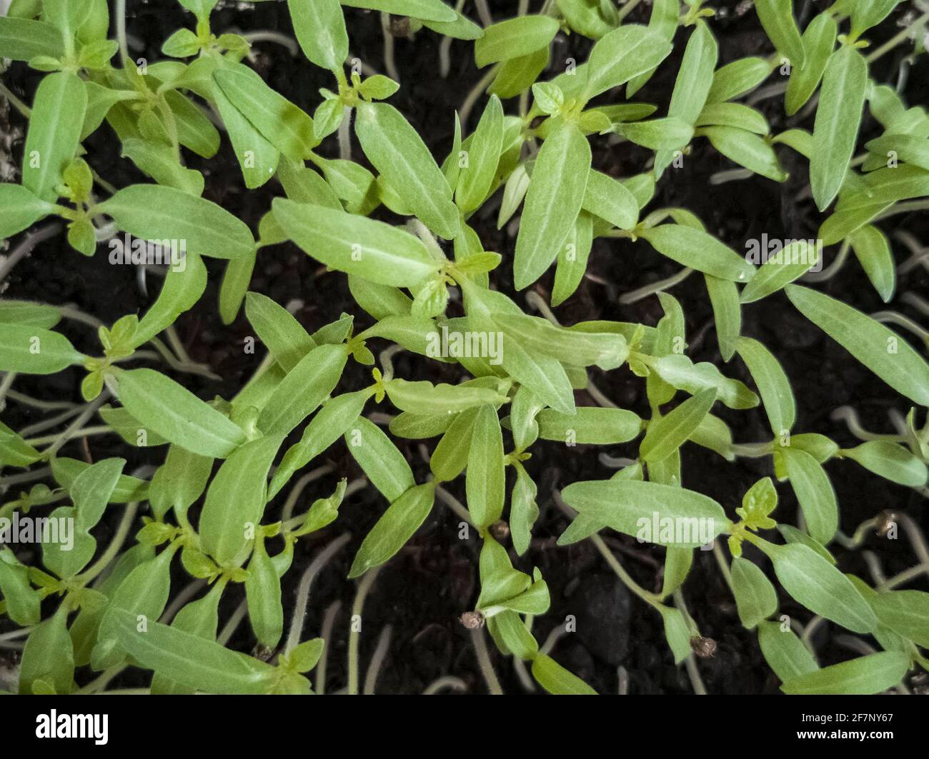 Anbau von Tomatensämlingen nach der Aussaat in kleinen Behältern Stockfoto