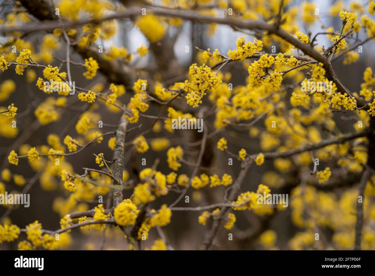 Ein gelber Baum, der Aufmerksamkeit erregt Stockfoto