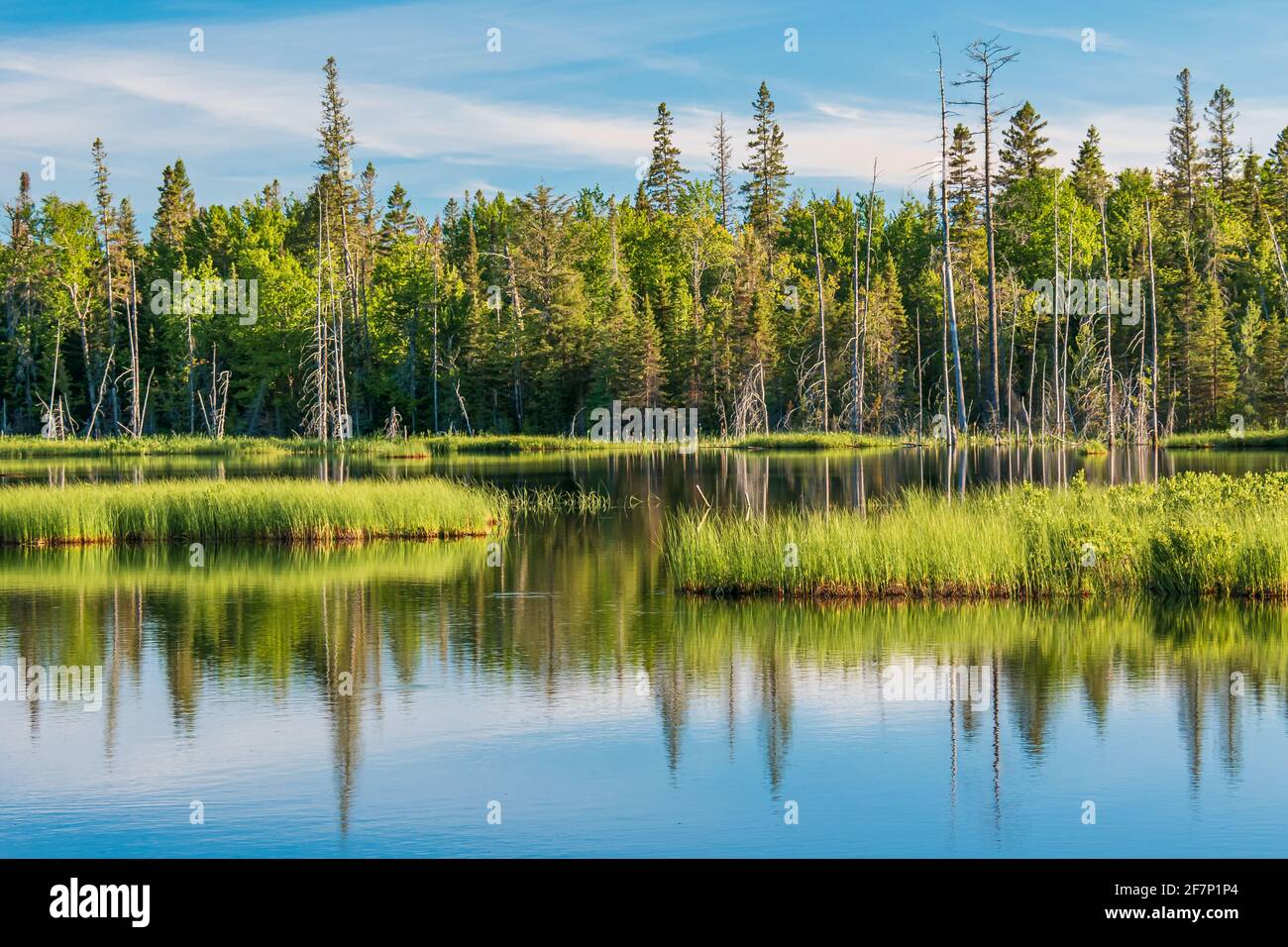 Kanadisches Sumpfland in North Bay, Ontario, Kanada im Sommer Stockfoto