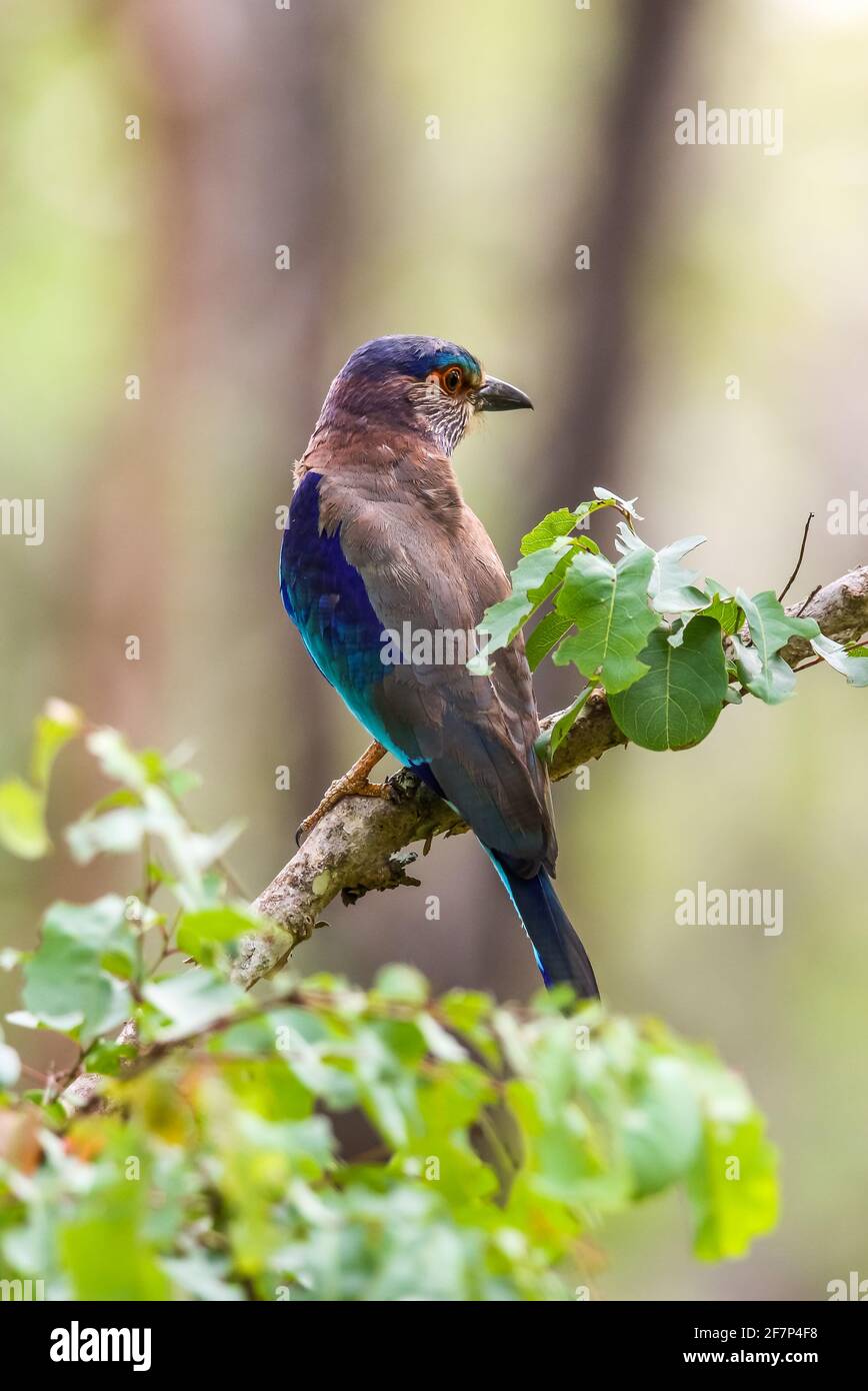Indischer Rollvogel Stockfoto