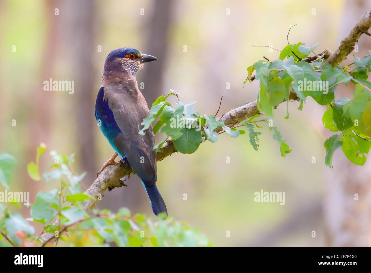 Indischer Rollvogel Stockfoto
