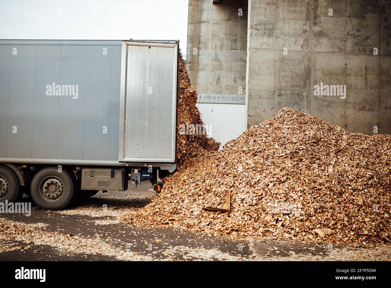 Der Frontlader transportiert das geerntete Holz in der Fabrik. Der industrielle Transport arbeitet in einem Lager. Beladung von Holzrohstoffen auf einem Förderband Stockfoto