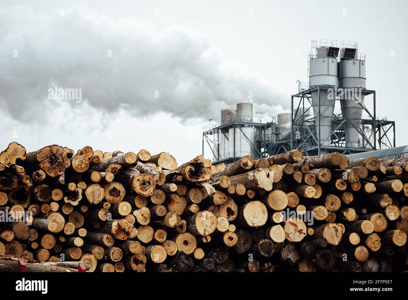 Der Frontlader transportiert das geerntete Holz in der Fabrik. Der industrielle Transport arbeitet in einem Lager. Beladung von Holzrohstoffen auf einem Förderband Stockfoto