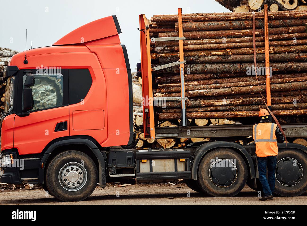 Der Frontlader transportiert das geerntete Holz in der Fabrik. Der industrielle Transport arbeitet in einem Lager. Beladung von Holzrohstoffen auf einem Förderband Stockfoto