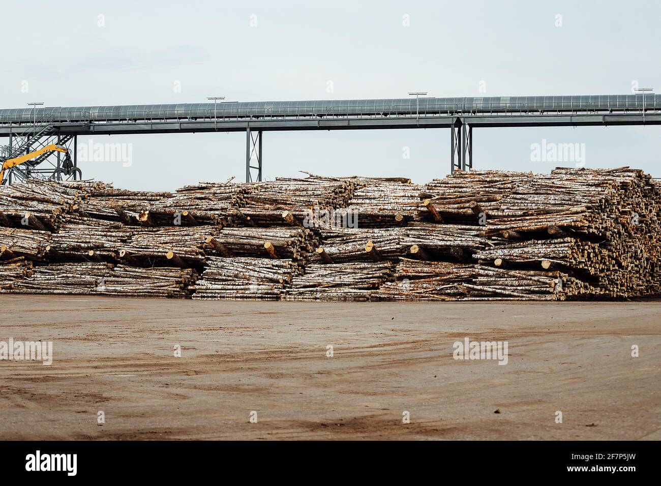 Der Frontlader transportiert das geerntete Holz in der Fabrik. Der industrielle Transport arbeitet in einem Lager. Beladung von Holzrohstoffen auf einem Förderband Stockfoto