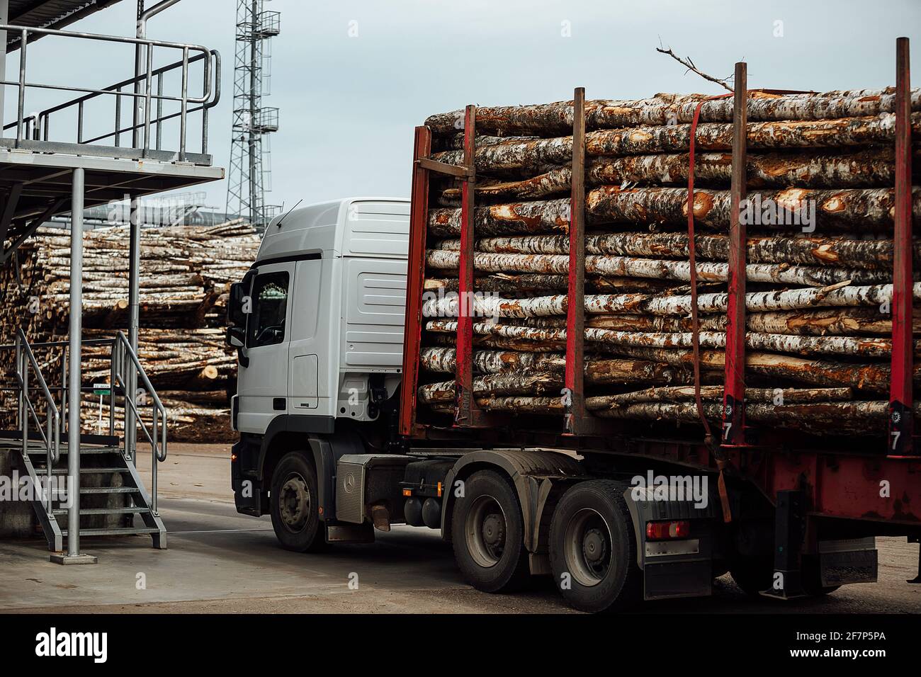 Der Frontlader transportiert das geerntete Holz in der Fabrik. Der industrielle Transport arbeitet in einem Lager. Beladung von Holzrohstoffen auf einem Förderband Stockfoto