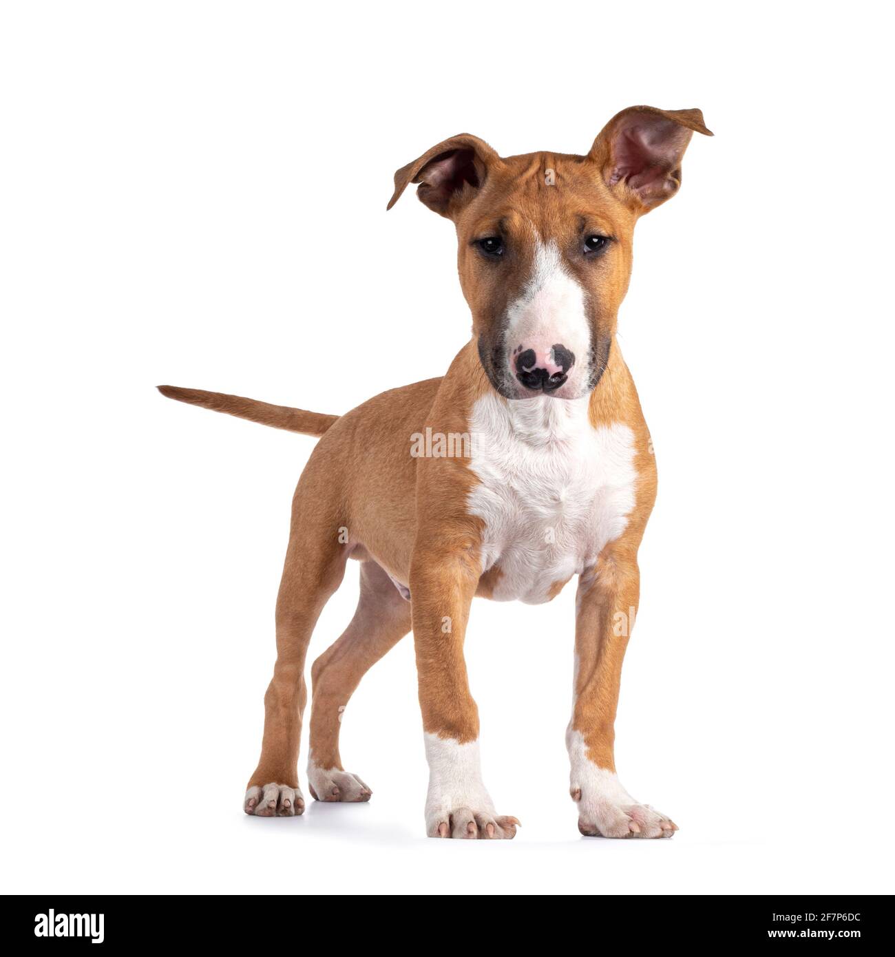 Hübsch braun mit weißem Bull Terrier Hund, der nach vorne zeigt. Blick neben die Kamera. Isoliert auf weißem Hintergrund. Kopf leicht nach unten. Stockfoto